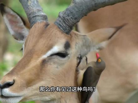 牛椋鸟吃大型哺乳动物身上的害虫,让这些动物无比舒服,太棒了# #动物世界