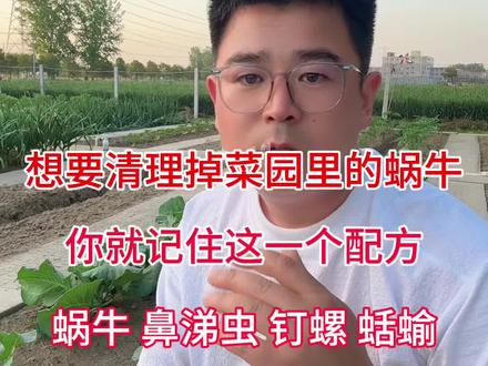 菜园蜗牛防治方案 想要除掉菜园里的蜗牛,您就记住一个配方,往菜园里均匀撒一撒就可以了#蜗牛 #蜗牛药 #四聚乙醛 #四聚乙醛蜗牛药 #蜗牛防治