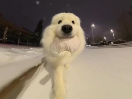 好玩的狗狗视频是怎么拍的?