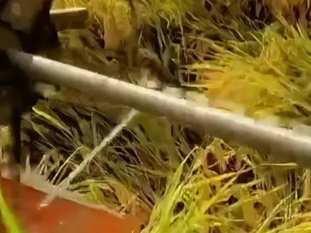 韩长赋:我国人均粮食占有量达到了480公斤以上,这是非常了不起的成就(视频来源:央视财经)
