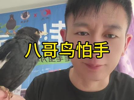 八哥鸟怕手怎么办#八哥鸟