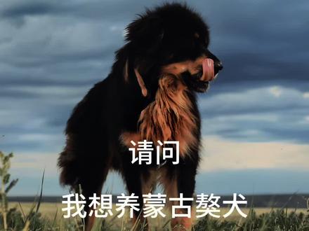 养犬劝退之蒙古獒犬#蒙古獒