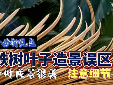 铁树叶子造景,很美,视频最后这个误区一定要避免!一分钟说鱼 #铁树开花 #铁树 #鱼缸造景 #造景 #水族造景 #鱼缸里的大自然 #养鱼日记 #养鱼养心 #南美缸 #南美缸造景