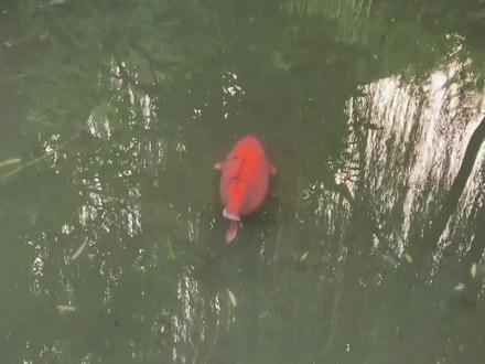 锦鲤变猪鲤 趵突泉开设减肥中心 #济南趵突泉开设锦鲤减肥中心 #趵突泉的鱼怎么猪里猪气的 #锦鲤 #胖宝宝胖宝宝 #万物有灵