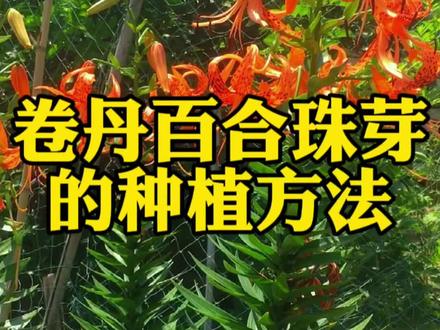 我家年年都有新鲜的百合吃,看看我是怎么种这个卷丹百合的小种子的吧#新农人计划2023 #卷丹百合 #卷丹百合种子 #农村生活