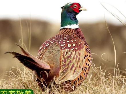 用野山鸡来做的这道小炒鸡,鸡肉鲜香味绝对不是一般的家鸡能比。 #美食 #家常菜 #抖音美食创作人