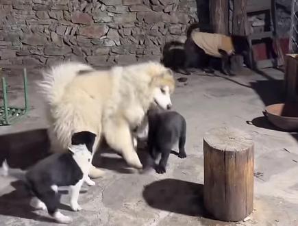 被窝和它的三个小跟班 其实年龄是差不多的😄#狗狗#军粮 #被窝