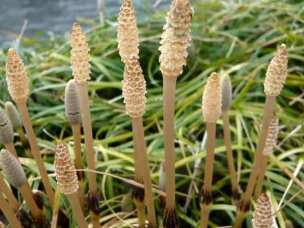 能吸收金子的植物,农民却叫它“缺德草”?好多人不知它的珍贵 #大自然的馈赠 #我的乡村生活 #植物 #问荆 #中草药