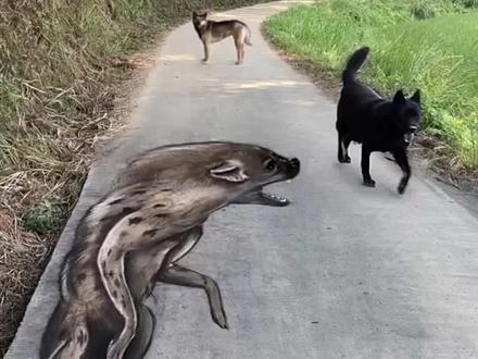 在马路上画只鬣狗,狗看到会有啥反应? #彩绘张世先