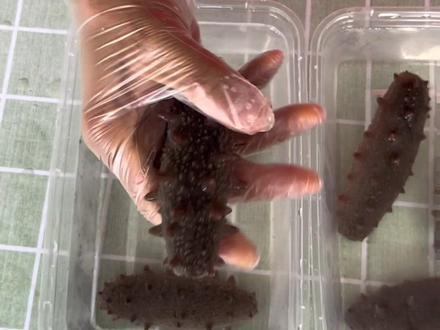 家庭版干海参泡发方法分享给大家,QQ弹#海参 #青岛 #海鲜