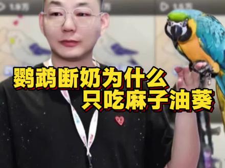 鹦鹉断奶为什么只吃麻子油葵? #鹦鹉 #鹦鹉小白 #鹦鹉日常 #手养鹦鹉 #训鸟高手