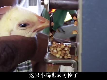 小鸡刚出生几天,就被铁片“烫断”鸡嘴,这是为了它好?