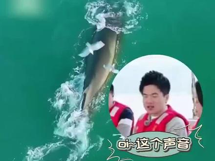 董宇辉:oi~布氏鲸的声音和想象中不太一样 #董宇辉#与辉同行#与辉同行广西行 #涠洲岛 #布氏鲸