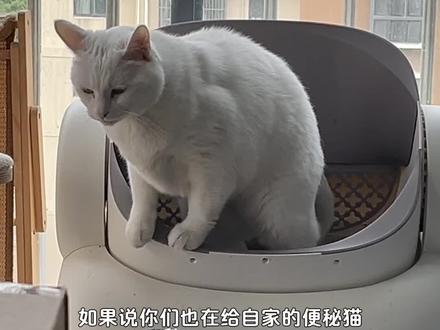 便秘猫不能干着喂…得湿喂 #养猫新手 #洋车前子壳粉
