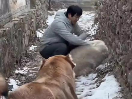 被窝:弱小又无助,现在跑还来得及吗?往地上一团真成被窝了~#骏良#被窝#黄黄#门头沟狗狗#骏良的狗