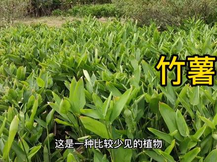 一种只有南方地区才有种植的农作物,北方人肯定没见过 #三农 #农业种植 #新农人