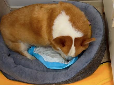 产房奇迹—公基也会产崽
#柯基 #柯基生产全过程记录 #柯猪