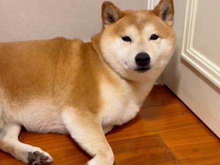 终于挤掉了我家狗的大黑头! 爽!!
#柴犬 #解压 #黑头