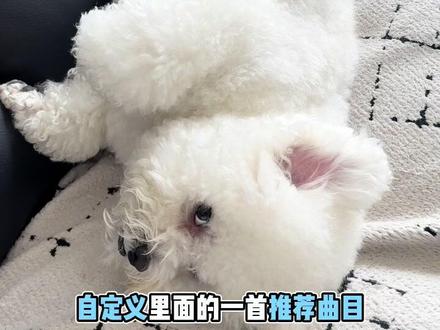 #大家好我是DOG 大家好 我是DOG #萌宠的生活很快活 #萌宠出道计划 #狗狗狗狗狗狗 #推你上热门