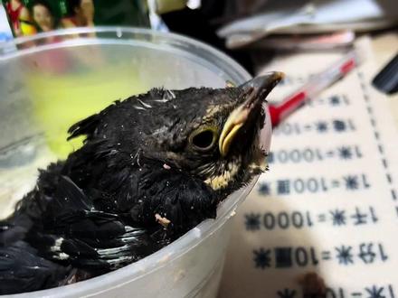 鸟食在块手店铺:mbp15963574000