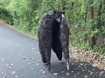 野外遇到这种情况赶紧跑#科普一下 #奇观 #大自然 #危险无处不在