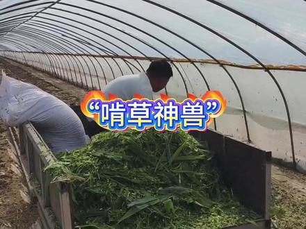 曾经被农民嫌烦的“害虫”,现在成了妥妥的“致富宝”? #涨见识