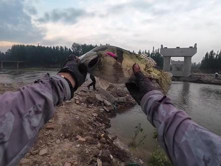 西码头大舞台有梦你就来!#路亚#鳜鱼