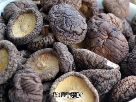 #三农#农场日记 椴木香菇种植过程分享#抖音助农 #农业种植 #原创