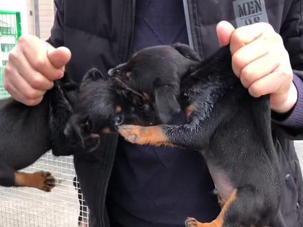 本是同根生相煎何太急#德国猎梗犬