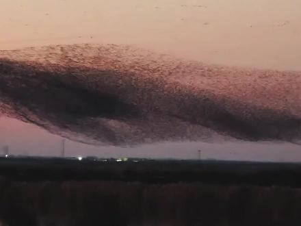 北冥有鱼,其名为鲲,鲲之大,不知其几千里也。 十余万只候鸟在山东东营黄河入海口上空集群翱翔,庄子写下 “北冥有鱼” 时,或许也曾见过这般震撼的鸟浪奇观。#候鸟迁徙 #动物世界 #鸟浪 #北冥有鱼其名为鲲 #神奇动物在抖音