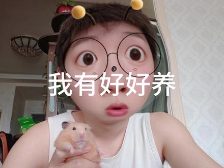 谢谢大家看我的视频#养鼠日常分享 #仓鼠 #可爱的小仓鼠