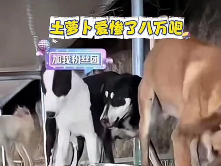 土萝卜应该爱惨了八万吧?
#西北刀客黄八万#西北刀客八万#西北刀客汪汪队#实战猎犬