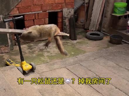 第一次这么近距离看松鼠?视频最后有松鼠妈妈出场哦