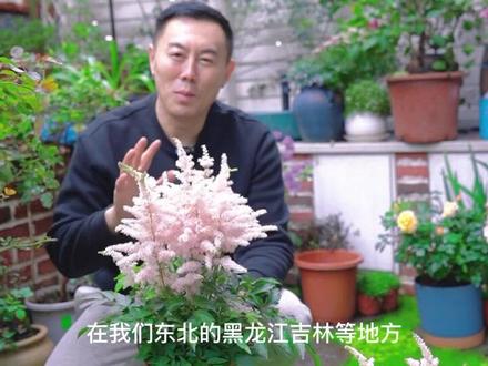 花中贵妇,落新妇,耐寒零下三四十度,江南地区冬季也开花#养花 #花园 #庭院