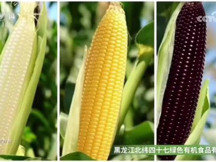 广告过后,马上回来。看个广告,休息一下眼睛吧。#央视广告 #少儿频道