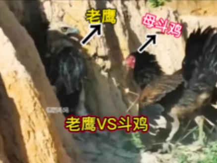 老鹰VS母鸡#老鹰 #鸡