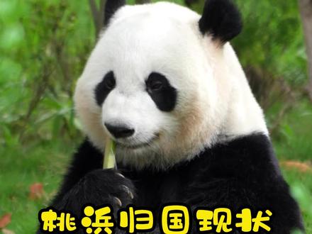 快看呐,回国后的momo酱也在吃吃吃的路上一去不复返呐~#大熊猫桃浜 #萌化了 #来这吸熊猫