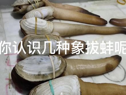常用刺身海鲜,象拔蚌你认识几种,欢迎大家留言 #象拔蚌 #高端食材 #一般人不知道是什么