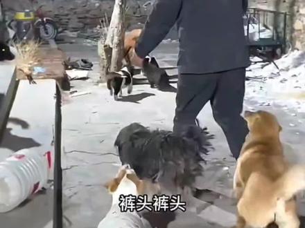 骏良一味的追着他的裤头跑,满院子都是找裤头的声音~#骏良#裤头#狗狗幼崽#骏良的狗狗#门头沟狗狗