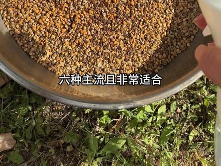 仙人球配土大公开:懒人版 简单、省心的懒人仙人球配土,控型开花两不误😊#仙人球 #绿植小技巧 #多肉养护 #好物种草 #仙人球养护