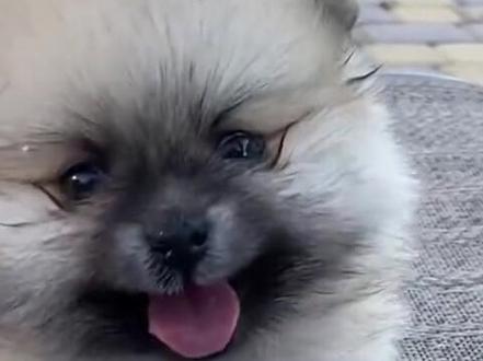 狗狗喜欢人类是刻在基因里的
#狗狗 #狗狗的日常 #狗狗的心思都写在脸上了