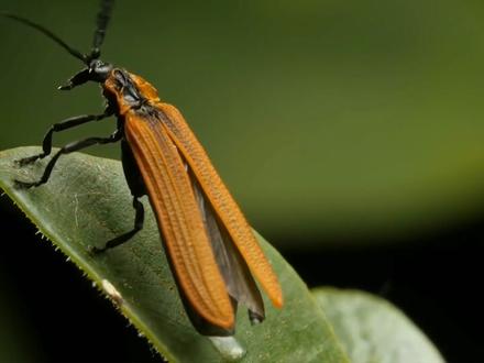 距地球仅12光年的超级地球蒂加登b来了,可能有外星生命#探索宇宙 #蒂加登b#超级地球#硬核知识局#新年快乐