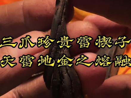 雷锲子”特指雷电在击中树木的瞬间,其能量核心直接贯穿或“楔入”树木内部所形成的那一部分木质。
“雷锲子”的详细特征与认定:
1. 形成位置:它通常位于雷击痕迹的中心点或起始点。雷电并不是均匀地烧灼整个树皮,而是有一个主要的放电通道,“雷锲子”就在这个通道的核心区域。
2. 物理形态:
· 线状或沟槽状裂纹:最常见的形态。雷电的巨大能量使树木内部水分瞬间汽化,内部压力剧增,将木质从内部撕裂,形成一条或数条像被利刃劈开一样的纵向裂纹。这条裂纹本身就是“雷锲”的体现。
· 金属熔融物:在某些情况下,如果雷电强度极高,可能会将树木附近或内部的金属物品(如铁丝、铁钉)甚至土壤中的矿物质瞬间熔化,并像焊接一样注入到这些裂纹之中,形成特殊的金属熔融结晶。这种情况下的“雷锲子”尤为珍贵,被认为是“天雷与地金”的交融。
· 碳化核心:雷电产生的高温会使木质纤维瞬间碳化,形成一条坚硬的、黑色的碳化通道,这条通道也是“雷锲子”的一种。
3. 能量象征:在传统文化和玄学观念里,“雷锲子”被认为是天雷能量灌注和“封存”之处,是整块雷击木的“灵魂”所在。它不仅是物理上的损伤痕迹,更是天地正气、雷霆法则的具象化载体。#科普 #科普一下 #雷击木 #雷击枣木 #雷楔子