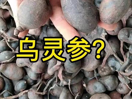 乌灵参只有南方有#乌灵参 #大自然的馈赠 #蘑菇 #药用蘑菇 #蘑菇科普