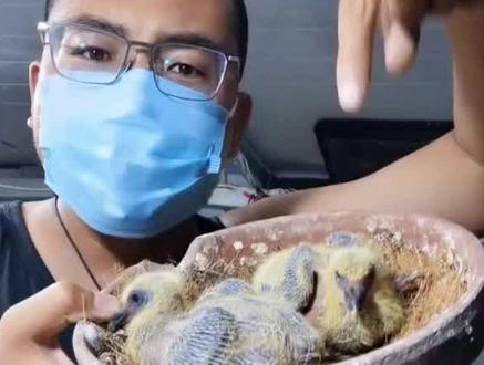 养鸽子有个强迫症怪癖,还跟教练吵了一架,足环应该怎么套?