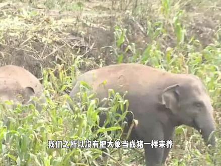 大象肉的产量是猪10倍,为什么不养大象来吃?难道象肉很难吃吗 #科普 #大象 #猪肉