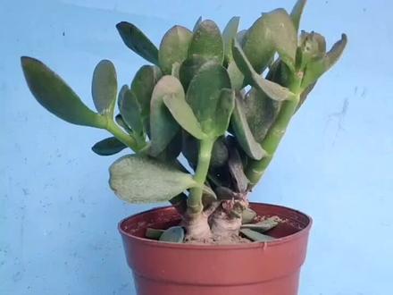 玉树掉叶的四大原因#花卉绿植 #养花小知识 #玉树