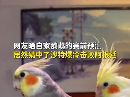 11月22日,有网友晒出自家鹦鹉的赛前预测:居然猜中了沙特爆冷击败阿根廷!#动物预言家出战世界杯
