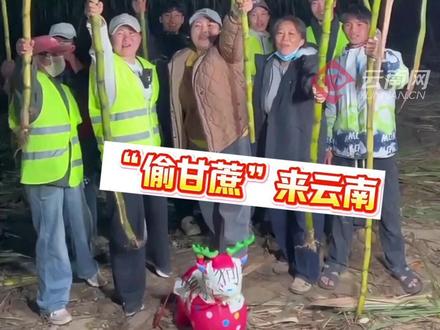 云南德宏也有“偷甘蔗农场”啦!跑脱9.9元/根,被逮着15.9元/根,网友:主打一个惊险刺激又凭实力省钱😂 #偷甘蔗 #甘蔗农场 #好玩 #云南德宏