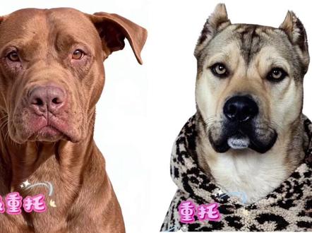 #公益护农 #陕北狼牙 #重托坦克 @教母💋₲ØĐ ₥Ø₮ⱧɆⱤ💄 坦克你走好😭